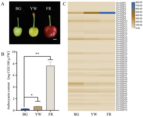 bZIP Transcription Factor PavbZIP6 Regulates Anthocyanin Accumulation ...