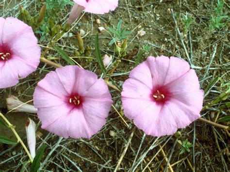 24 Flowers That Start With B (List of Flower Names B)