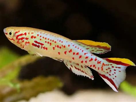 Buy Gardneri Killi – Colorful & Hardy Killifish