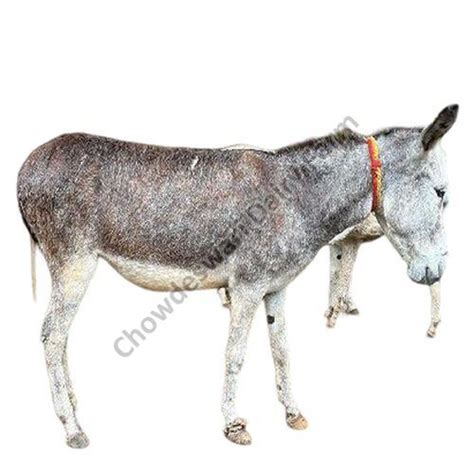 Wholesale Live Donkeys Manufacturer Supplier from Anantapur India