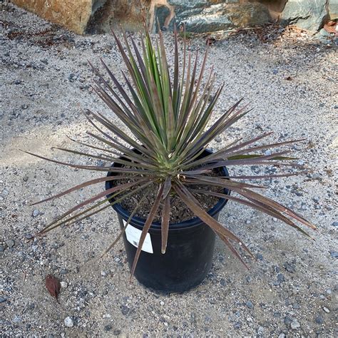 Yucca aloifolia 'Magenta Magic'#N#– The Madd Potter