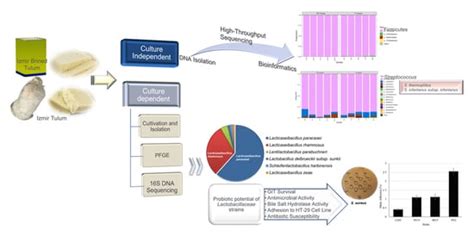 Diversity of the Microbiota of Traditional Izmir Tulum and Izmir Brined ...