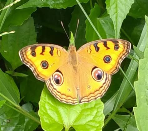 Junonia almana almana | Butterfly