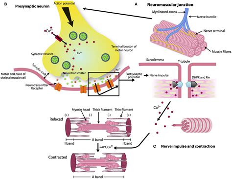 Frontiers | The Neuromuscular Junction: Aging at the Crossroad between ...
