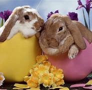 Image result for Funny Bunnies