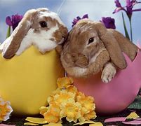 Image result for Good Bunnies