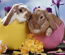 Image result for Bunnies for Pets
