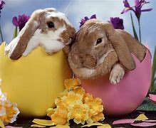 Image result for Racing Easter Bunny