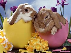 Image result for March Easter Bunny
