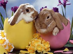 Image result for Cute Bunnty
