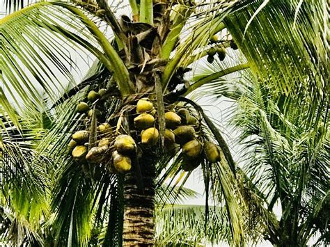 GREEN ECHO TOURISM PARK (Guhagar, Maharashtra) - Hotel Reviews, Photos ...