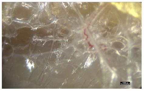 Life | An Open Access Journal from MDPI