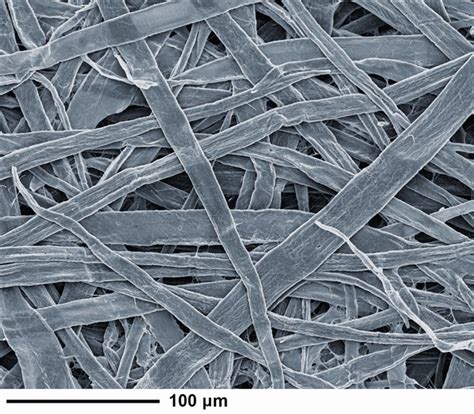 Image result for Eucalyplus Pulp