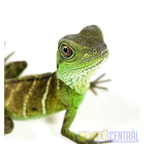 Full Grown Chinese Water Dragon Pet