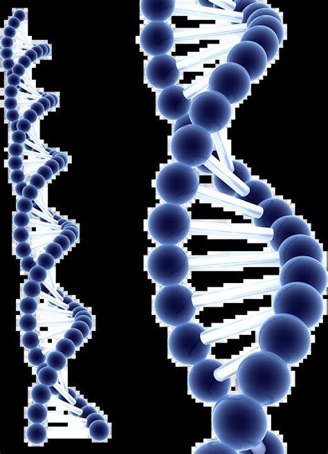 Dna图片 的图像结果