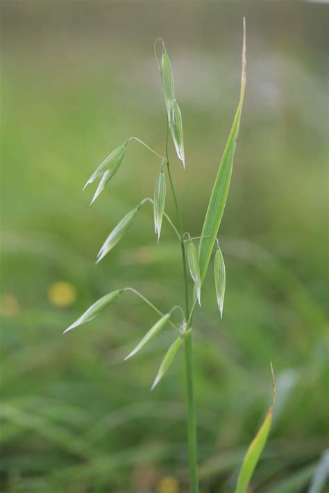 Avena fatua - Wild Oat - Emorsgate Seeds