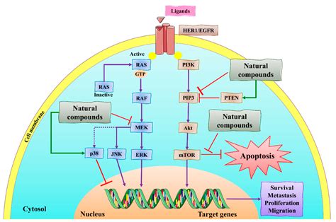 A Review of Twenty Years of Research on the Regulation of Signaling ...