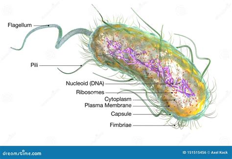 Escherichia Coli. Infographics. Vector Illustration On Isolated ...