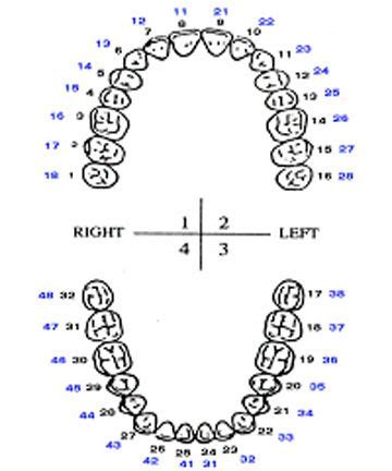 Image result for Tooth Numbering System
