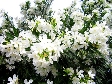 Pictures White flower Oleander Closeup