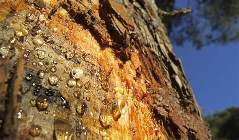 Maple Tree Sap Dripping