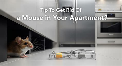 Tips to Get Rid of a Mouse in Your Apartment | RajProperties