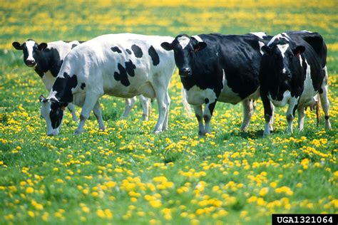 cattle (Genus Bos)