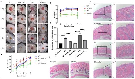 Recombinant Expression of Human IL-33 Protein and Its Effect on Skin ...