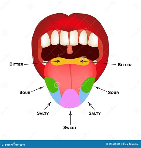 Tongue Sweet Salty Sour Bitter Umami Taste Vector Illustration ...