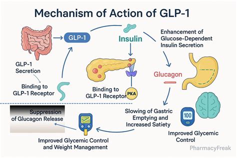 Mechanism of Action of GLP-1