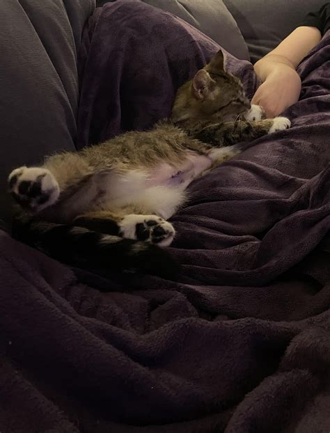 How did you name your cat? We’re overthinking this and are stuck! : r/cats