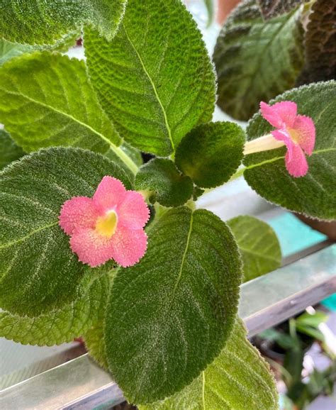 Episcia Cupreata Green Leaf with Pink Flower (Hanging) All Time ...