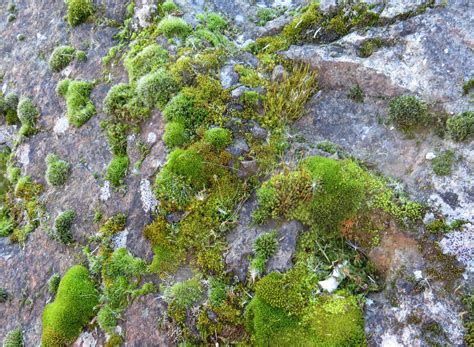 Moss On Rock 665 Free Stock Photo - Public Domain Pictures