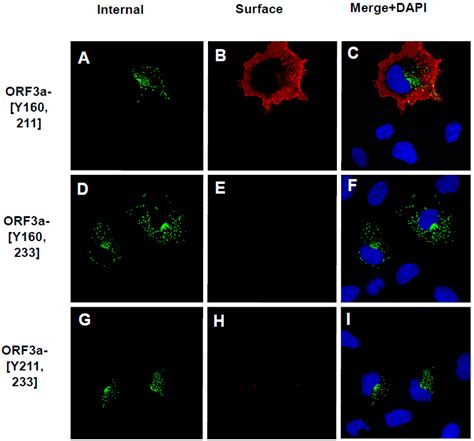 The Role of the Tyrosine-Based Sorting Signals of the ORF3a Protein of ...