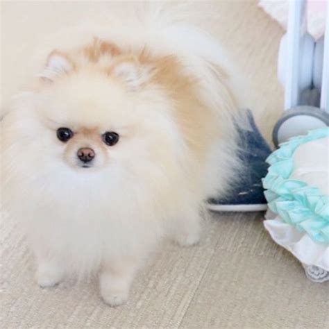 Image result for Merumo Channel Updates