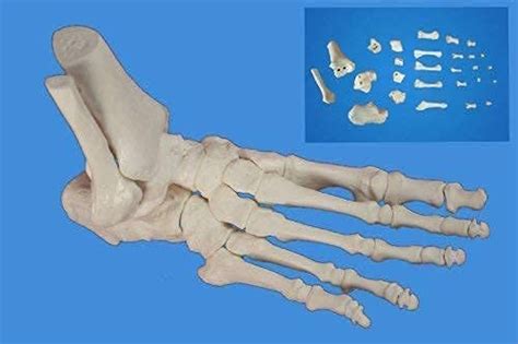 Buy Anatomy Model, Assembly Foot Skeleton Model Anatomical Foot ...