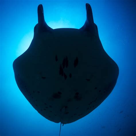 Manta Ray Snorkel | Coral Reef Adventures | Kailua Kona, HI
