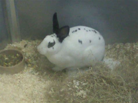 Are Rabbits Rodents? at MadelineDyer.com