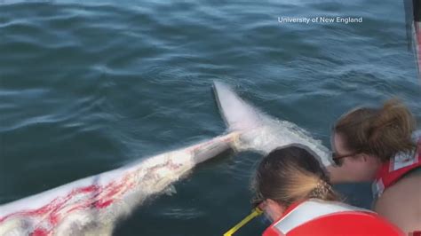 Great white shark confirmed off Maine coast just in time for Shark Week ...