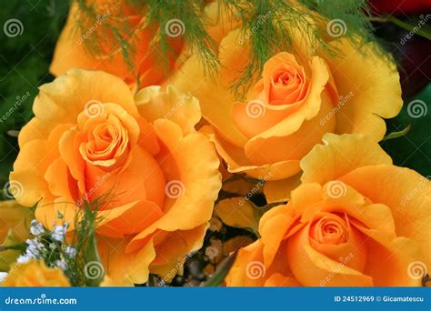 Bouquet of yellow roses stock image. Image of romance - 24512969