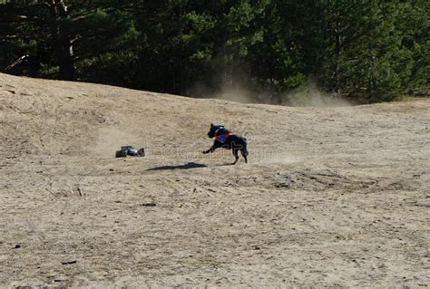 Image result for Beagles Chasing Remote Control Car