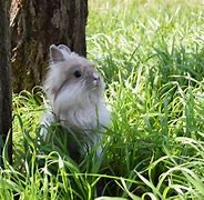 Image result for Mini Lionhead Rabbit