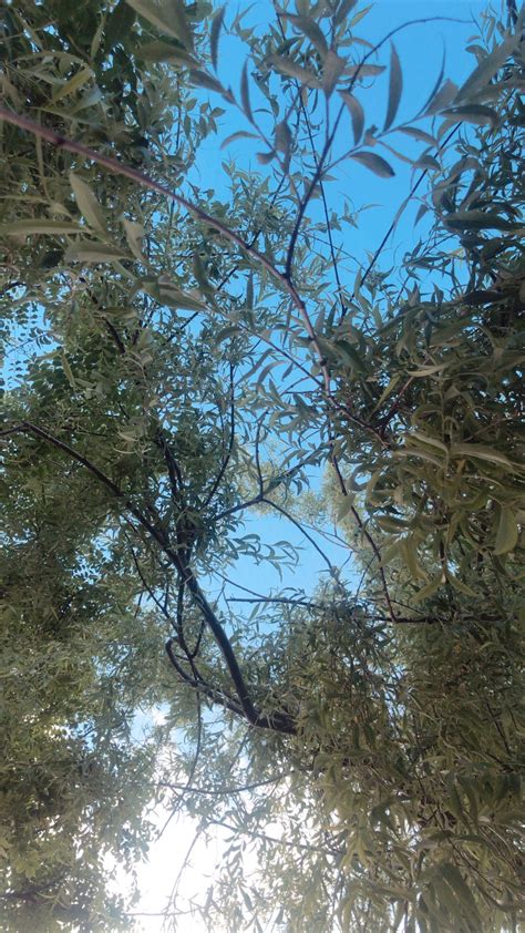 Image result for T-Tree