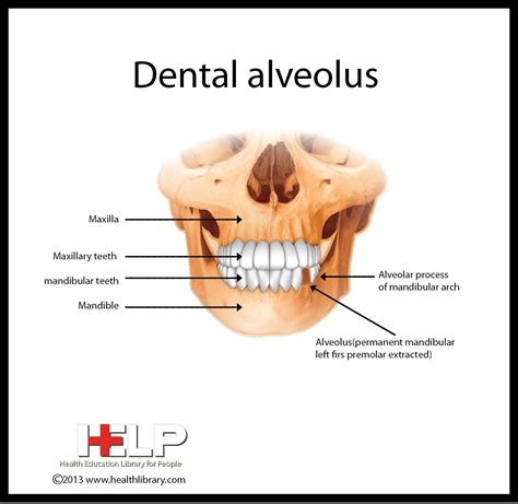 Mouth Anatomy Alveolar Ridge at Patricia Bartholomew blog