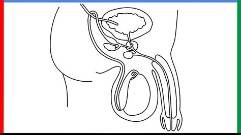 Image result for Male Reproductive System Easy Drawing