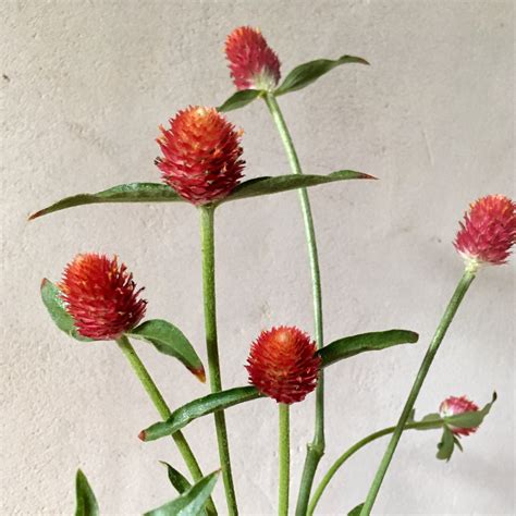 Gomphrena 'Strawberry Fields' Seeds - 3 Porch Farm