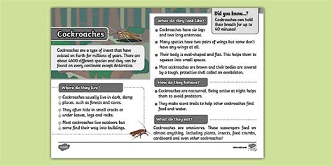 KS1 Cockroach Fact File - Twinkl