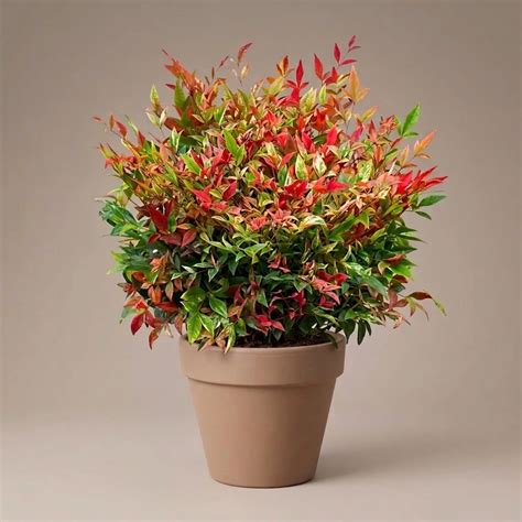 Nandina domestica 'Red Light' - Japán szentfa - Best Plants and Decor ...