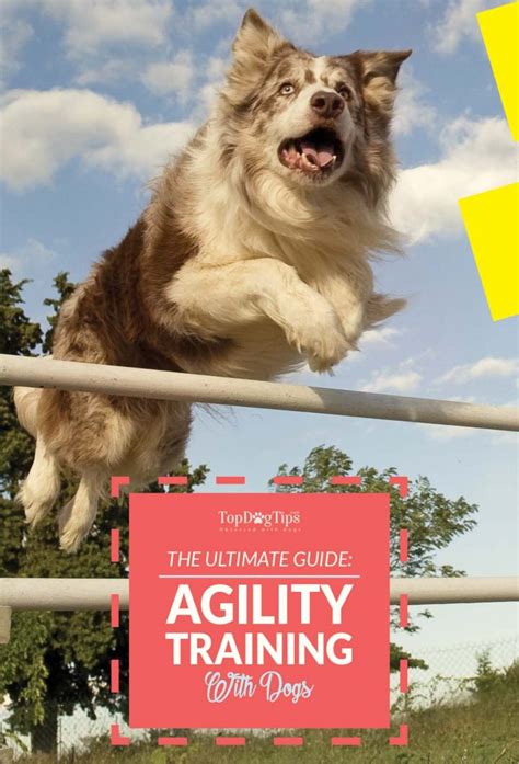 Image result for Agility Training Tips