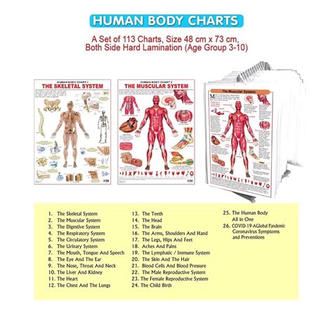 Dreamland the Chest and the Lungs Chart for kids 12Y+, Multicolour